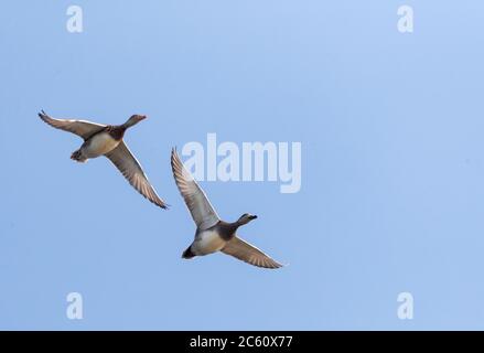 Paire de Gadwards (Mareca strespera) en vol le long de la côte de la mer Noire en Bulgarie. Banque D'Images