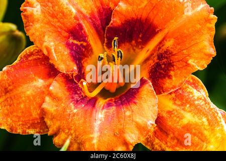 Orange Hemerocallis 'Tigger' Orange Daylyly Hemerocallis orange fleur gros plan Banque D'Images