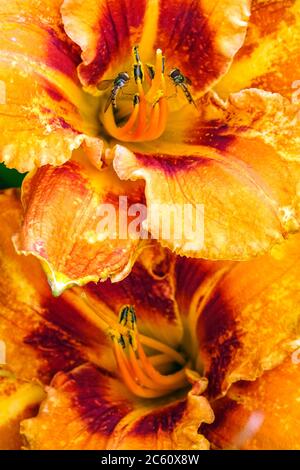 Orange Hemerocallis 'Tigger' Daylilas orange Banque D'Images