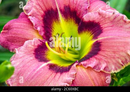 Fleur d'Hemérocallis rose jour « toujours après-midi » Banque D'Images