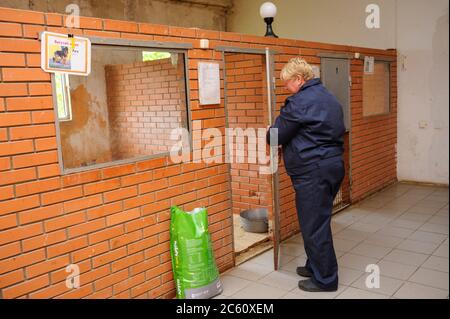 Femme travaillant devant la cage et mettant de la nourriture pour chien avec une pelle dans un bol pour chien. 4 octobre 2019. Abri municipal pour animaux. Borodyank Banque D'Images