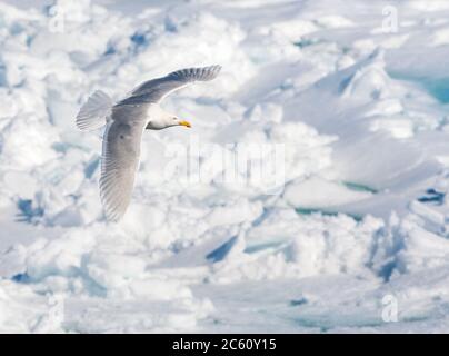 Goéland glaucous adulte (Larus hyperboreus) volant au-dessus de la glace dérivant au nord de Svalbard, en Norvège arctique. Banque D'Images