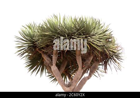 Flore de Gran Canaria - Dracaena draco, arbre dragon des îles Canaries, isolé sur fond blanc Banque D'Images