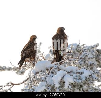 Paire d'aigles d'or (Aquila chrysaetos) reposant dans un arbre couvert de neige dans la forêt de taïga autour de Kuusamo, dans le nord de la Finlande. Banque D'Images