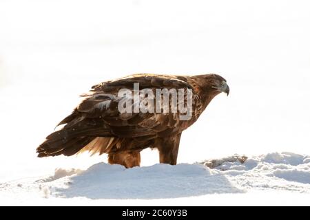 Aigle d'or (Aquila chrysaetos) dans une forêt de taïga, Kuusamo, Finlande. En regardant par-dessus l'épaule, vous vous êtes debout sur la neige avec un rétroéclairage pendant un hiver froid Banque D'Images