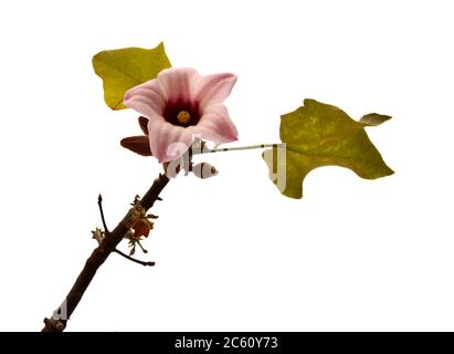 Fleur rose de Brachychiton décolorée isolée sur fond blanc fleur rose de Brachychiton décolorée isolée sur fond blanc Banque D'Images