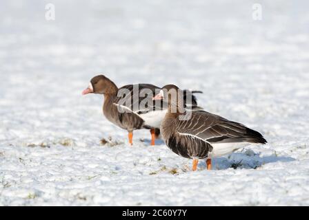 Hivernage de la grande OIE à froncé blanc (Anser albifrons albifrons) aux pays-Bas. Deux oiseaux debout dans la neige. Banque D'Images