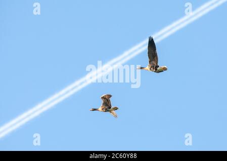 Hivernage de la grande OIE à frondes blanches (Anser albifrons albifrons albifrons) dans les terres d'eau des pays-Bas. Deux oiseaux volant avec une bande d'avion i Banque D'Images