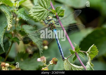 Northampton, Royaume-Uni, 7 juillet 2020. Une libellule empereur mâle (Anax imperator) accrochée à une enorme accrochée pour se réchauffer dans l'air frais du matin sur les rives de l'ancienne rivière Nene. Crédit : Keith J Smith/Alay Live News Banque D'Images