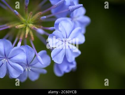 Belles fleurs bleu clair de bleu plumbago fond floral naturel Banque D'Images