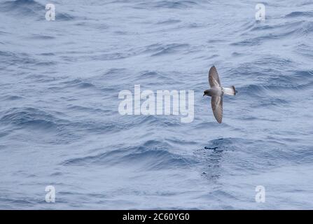 La tempête à dos gris Petrel (Garrodia nereis) survolé l'océan pacifique de la Nouvelle-Zélande subaranctique. Banque D'Images