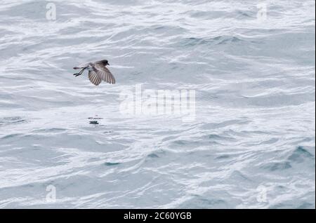 La tempête à dos gris Petrel (Garrodia nereis) survolé l'océan pacifique de la Nouvelle-Zélande subaranctique. Banque D'Images