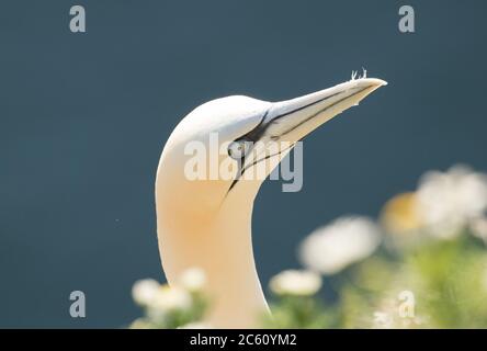 Des cantets nichant sur des crêtes aux falaises de Bempton, sur la côte est de l'Angleterre, dans le Yorkshire Banque D'Images