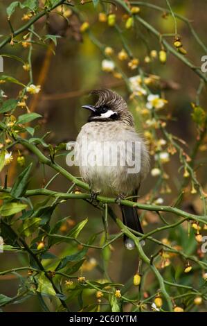 Bulbul de l'Himalaya (Pycnonotus leucogenys), également connu sous le nom de Bulbul à chetée blanche, dans les contreforts de l'Himalaya. Assis dans un petit Bush. Banque D'Images