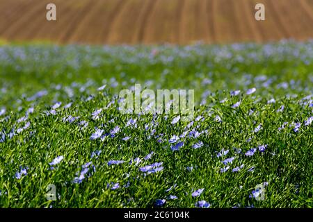 Champ de lin (Linum usitatissimum) en fleurs. Puy de Dôme. L'Auvergne. France Banque D'Images