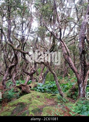 Ancienne forêt de croissance du sud de Rata (Metrosideros umbellata) sur l'île d'Enderby, une partie des îles d'Auckland, Nouvelle-Zélande. L'île est dégagée de moi Banque D'Images