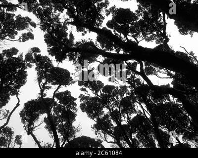 Cime de bois de croissance ancienne du sud de Rata (Metrosideros umbellata) sur l'île d'Enderby, une partie des îles d'Auckland, Nouvelle-Zélande. L'île est cl Banque D'Images