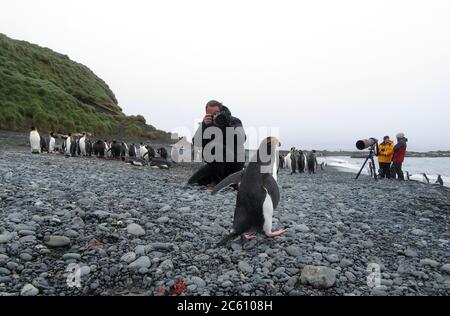 Photographe de la faune photographiant Royal Penguin (Eudyptes schlegeli) sur la plage de l'île Macquarie, Australie subantarctique. Banque D'Images