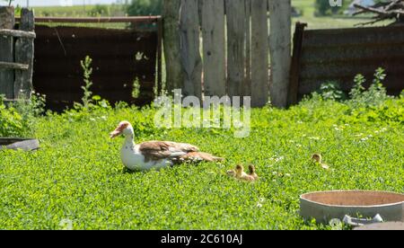 Petits canards avec maman canard à l'extérieur sur fond d'herbe verte. Joli petit caneton qui s'exécute sur la pelouse. Banque D'Images