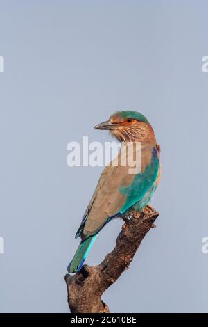 Rouleau indien adulte (Coracias benghalensis) perché sur une branche, regardant par-dessus son épaule. Banque D'Images