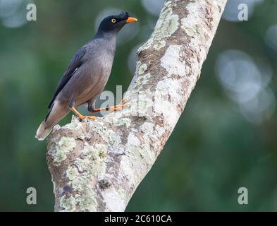 Adulte Jungle Myna (Acridotheres fuscus) perchée dans un arbre. Banque D'Images