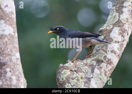 Adulte Jungle Myna (Acridotheres fuscus) perchée dans un arbre. Vu du côté, en regardant alerte. Banque D'Images
