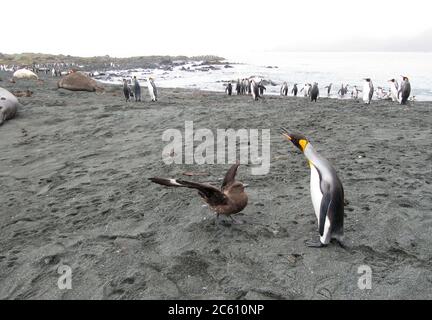 Le Grand pingouin (Aptenodytes patagonicus halli) qui abrite un Skua brun (Stercorarius antarcticus) sur l'île de Macquarie, Australie subantarctique. Banque D'Images