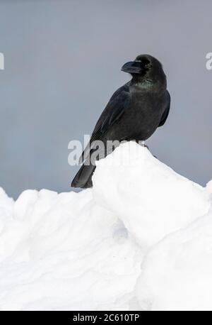 Corvus macrorhynchos japonensis, également connu sous le nom de Jungle Crow. Assis sur la glace dérivant au large de la côte d'Hokkaido au Japon. Banque D'Images