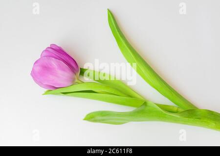 tulipe violette en fleurs sur fond blanc Banque D'Images
