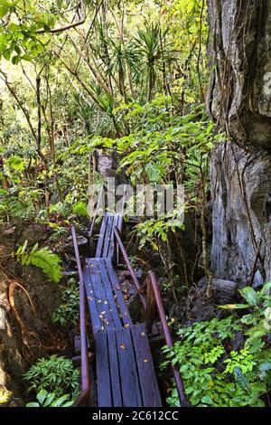 Sentier de randonnée dans la jungle à Palawan Island, Philippines. Forêt tropicale karstique. Banque D'Images