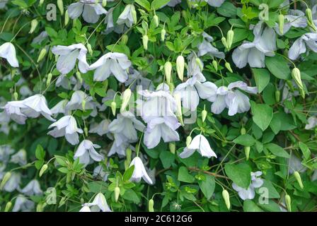 Waldrebe Clematis Caerulea luxurians Banque D'Images