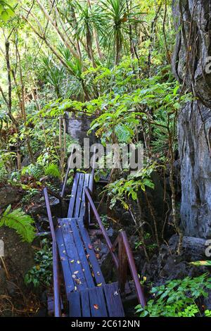 Sentier de randonnée dans la jungle à Palawan Island, Philippines. Forêt tropicale karstique. Banque D'Images