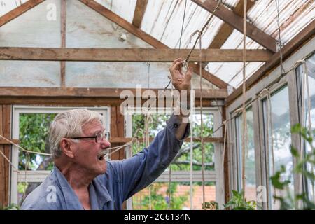Homme adulte senior travaillant dans le jardin de légumes attachez les plantes de tomate Banque D'Images