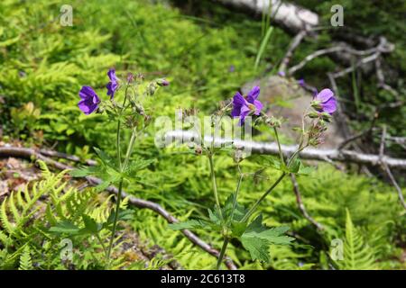 Norvège nature dans le comté de Hordaland. Géranium sylvaticum (bois de canneberges, géranium des bois) espèces de plantes à fleurs rustiques. Banque D'Images