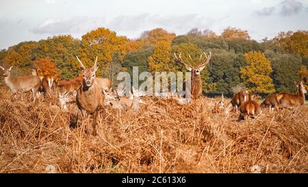 Un cerf rouge rugissant accompagné d'un troupeau dans Bushy Park à Londres Banque D'Images