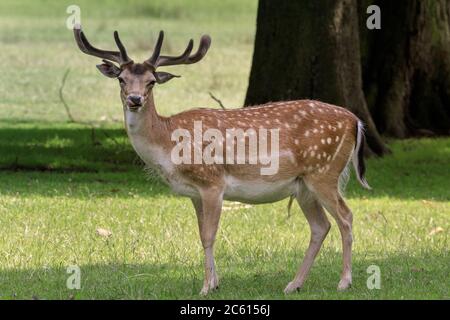 Jeune cerf de Virginie (dama dama) mâle, ou buck avec bois en croissance dans l'environnement naturel herbe et bois, Allemagne Banque D'Images
