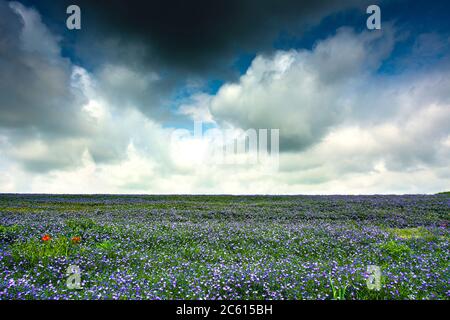 Champ de lin (Linum usitatissimum) en fleurs. Puy de Dôme. L'Auvergne. France Banque D'Images