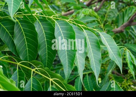 Feuilles de lilas indiennes. Azadirachta indica, communément appelé neem, nimtree ou lilas indien, est un arbre de la famille des méliaceae en acajou. Banque D'Images