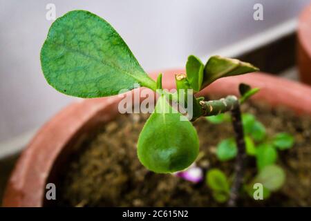 Une capture de près d'une feuille de plante succulente.in botanique, plantes succulentes, également connu sous le nom de succulents, sont des plantes avec des parties qui sont épaissie, charnue, et Banque D'Images