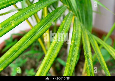 La paume de l'areca (Chrysalidocarpus lutescens) est l'une des paumes les plus utilisées pour les intérieurs lumineux. Il est doté de façades en contour progressif, chacune avec des éléments en haut Banque D'Images