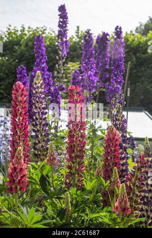 Hautes flèches de lupins et Delphinium Black Knight (hybride géant du pacifique) en pleine fleur dans un jardin de Devon Banque D'Images