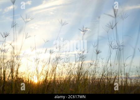 Magnifique coucher de soleil doré avec ciel bleu et nuages et soleil rayonnants qui brillent à travers un grand champ d'herbe longue Banque D'Images