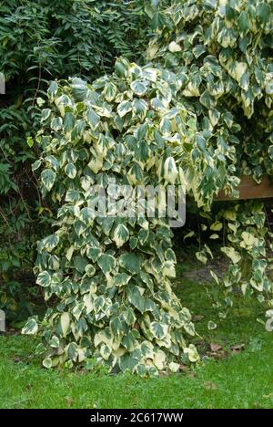 Kolchischer Efeu Hedera, Efeu colchica dentata Variegata Banque D'Images