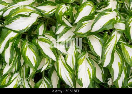 Lys plantain, plante Hosta dans le jardin. Gros plan sur les feuilles vertes et blanches, arrière-plan. Banque D'Images