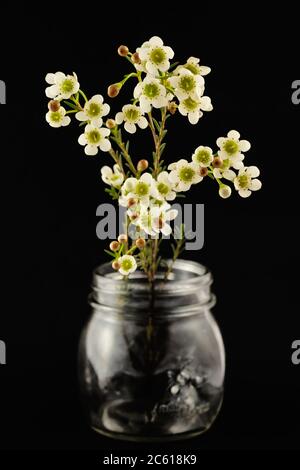 Fleurs de fleur blanche de cire (Chamelaucium), originaire de l'Australie occidentale, dans un pot de maçon isolé sur fond noir Banque D'Images