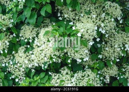 Kletter-Hortensie Hydrangea, Hortensie, hortensia anomala subsp. Pétiolaris Banque D'Images