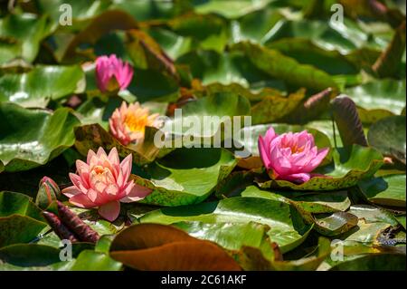 Nénuphars rouges AKA Nymphaea alba F. rosea dans un lac Banque D'Images