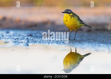 queue de cheval jaune avec réflexion dans l'eau Banque D'Images