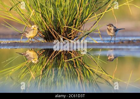 deux oiseaux mignons avec réflexion dans l'eau Banque D'Images