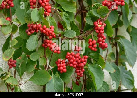 Chino-esisches Spaltkoelbchen Schisandra chinensis Sadova No. 1 Banque D'Images